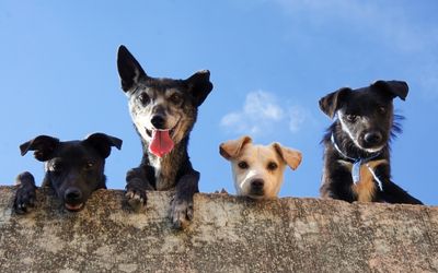 Four dogs looking over a wall